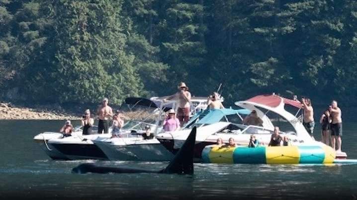 ‘Quite the show’: Video shows orcas getting up close with B.C. boaters