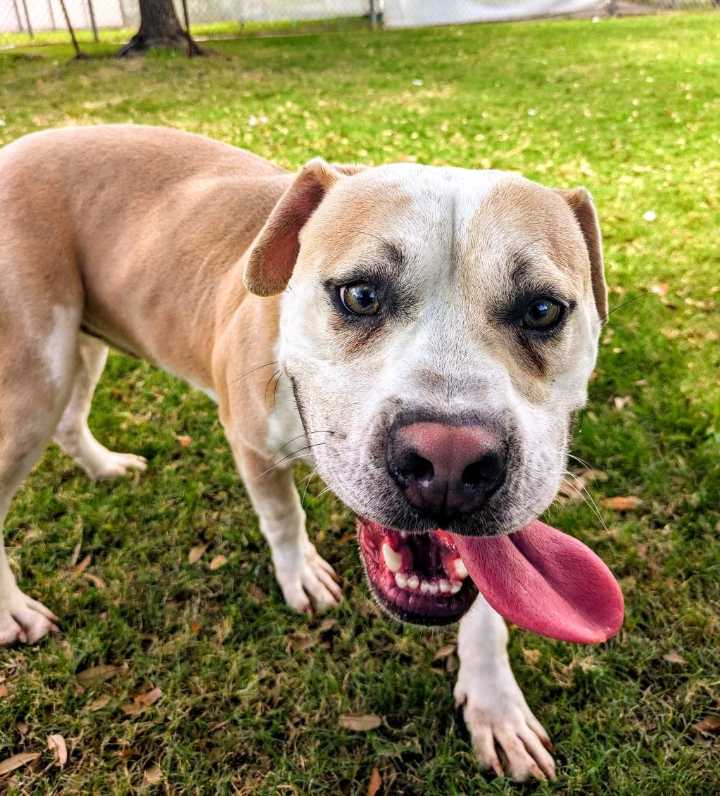 This week’s Galveston County Animal Resource Center Pets of the Week are Peanut and Ham.