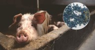 Por qué aparecieron cerdos salvajes con carne azul en California, según científicos