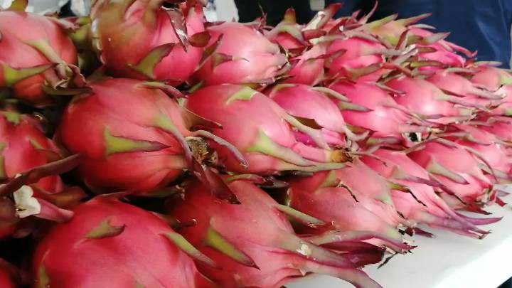 Santa Ana Teloxtoc cultivará pitahaya tras aval del Cabildo tehuacanense