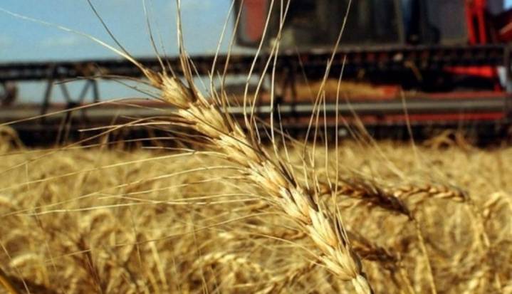 Exportaciones de trigo blando de la UE en 2025/26 bajan 56%, sin los datos de Francia