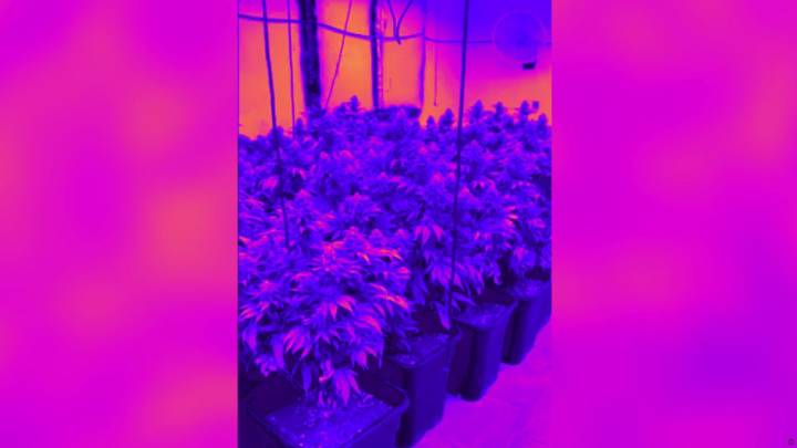 Policía local halla más de cien plantas de marihuana en esta vivienda de Los Partidarios, Cartagena