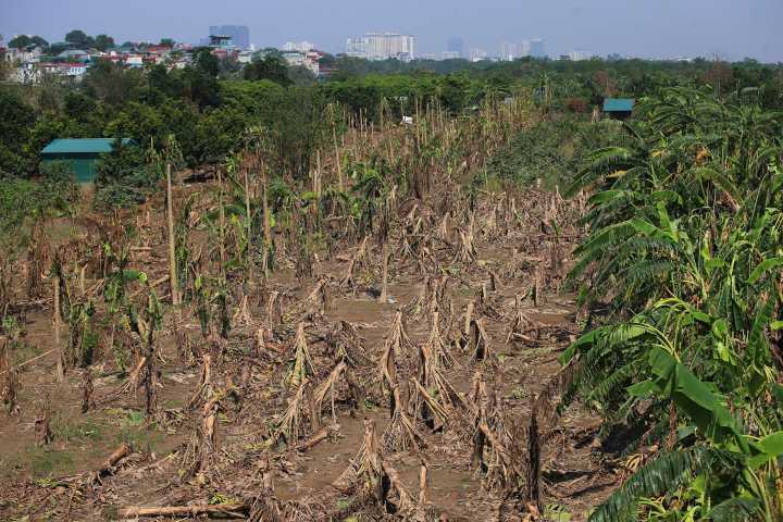 Vietnam aguarda llegada del tifón Kajiki con plan para evacuar a medio millón de personas