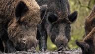 Why Are Wild Pigs In California Turning Blue? Officials Warn Public To "Be Aware"