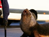 “Se pudo contener la hemorragia”: turista coreano es mordido por lobo marino en feria fluvial de Valdivia