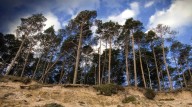 La Junta concede casi 700.000 euros para la digitalización de 52 empresas forestales