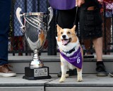 6-year-old Sam wins the inaugural Corgi Cup at Saratoga Race Course