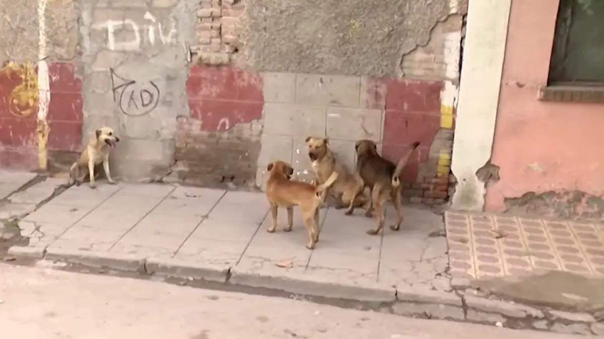 Puno: Perros bravos de subprefecta siembran pánico en Atuncolla