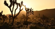 California approves unprecedented plan to protect Joshua trees from climate change threats
