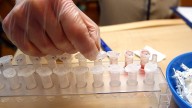 'Invasive' gene test by World Athletics causing headaches for athletes before world championships