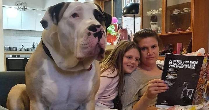 Cuddly Family Pup Is So Ginormous People Don't Believe He's Real 