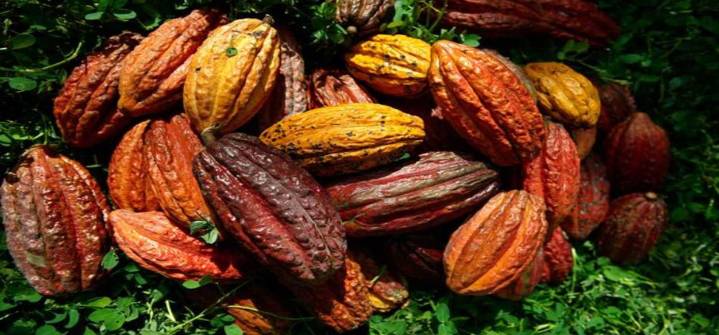Estiman que producción de cacao aumentó 10% este 2025
