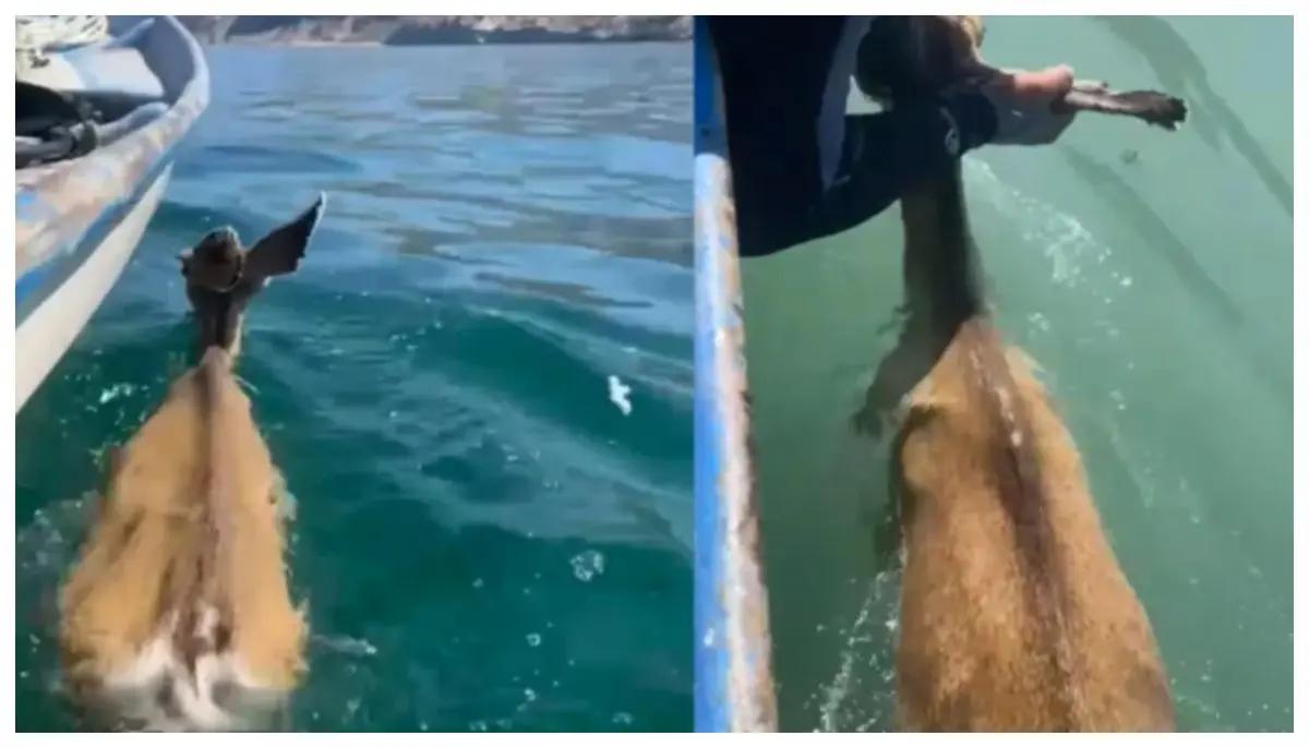 Venado es rescatado por pescadores en altamar frente a Sonora