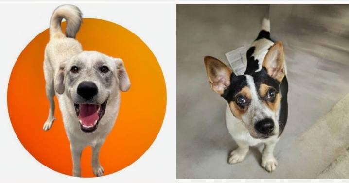 Meet Goliath and Pinto: Eastsider Pets of the Week!