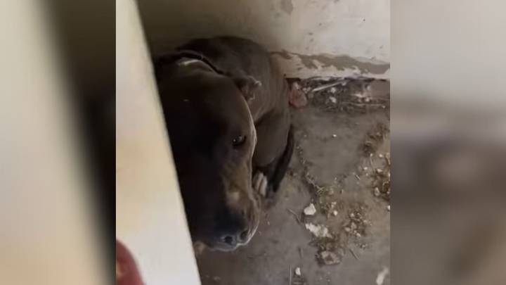 Oklahoma Deputy Sheriff Came To An Abandoned Building Only To See The Owners Left Something Behind