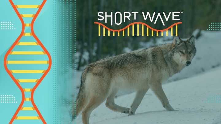 What is the legacy of Yellowstone wolves 30 years after their reintroduction?