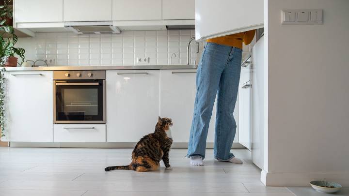 Why Is My Cat Always Hungry? When Should I Worry?