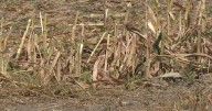 Missouri farmers see yield impacts as drought conditions ramp up through August