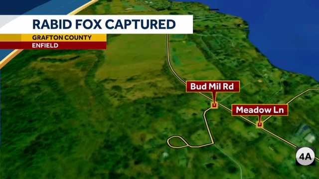 Enfield police warn public after fox tests positive for rabies