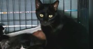 Cat in Pittsburgh euthanized after being shot and paralyzed