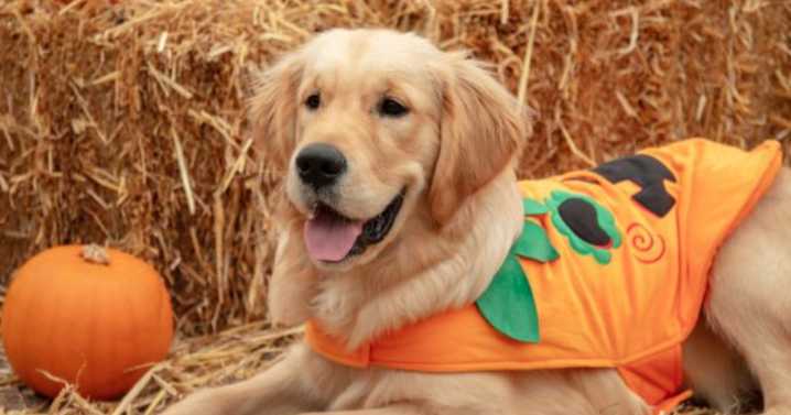 Pup-kin Patch coming to garden centre near Glasgow with pet ‘paw