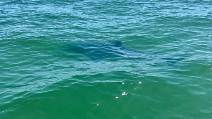 Shark sighting temporarily closes York Beach: Was it a great white?