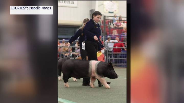 Strawberry Festival to exclude swine show participants west of I