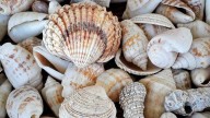 Desempolvá los caracoles que tenés de la playa: con eso y un plato o bandeja vieja, creá este hermoso reloj de pared