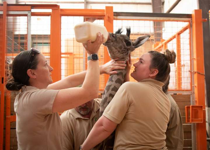 Meet the cute giraffe calf born at Boston’s Franklin Park Zoo this month