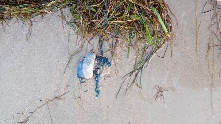 Hallan carabelas portuguesas en varias playas de Bergondo y Veigue