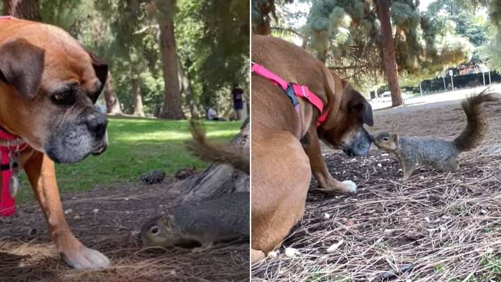 California Dog, Considered 'Unadoptable' For Heartbreaking Reason, Meets Someone Special