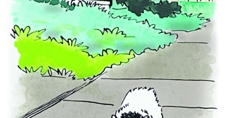 Human Condition: Man gets looks on morning walks with old, one-eyed cat. 'That is so New Orleans!'