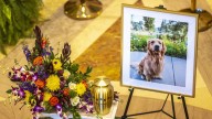 Hortman Heroes Fund will train service dogs for people with PTSD
