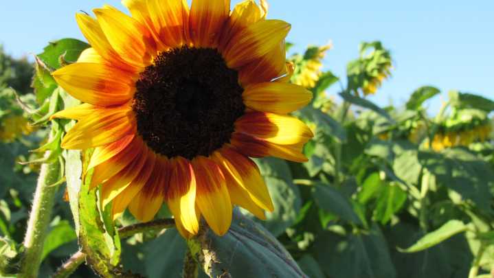 Here are 5 Wisconsin sunflower growers you can visit to…