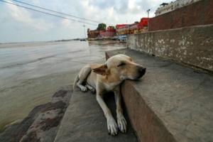 India walks back order to clear Delhi of stray dogs