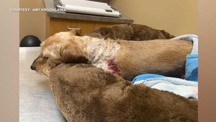'He’s definitely fierce': Mini dachshund survives vicious coyote attack in Lincoln