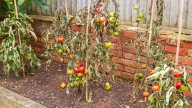 11 Possible Reasons Your Tomato Plants Are Wilting