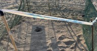 Una tortuga marina en peligro de extinción nace en un nido de una playa de Mojácar