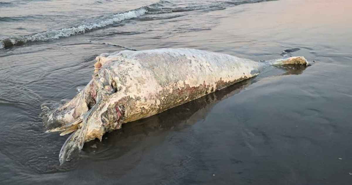 Puerto Madryn otra vez sorprendida: apareció un ballenato muerto en la playa céntrica