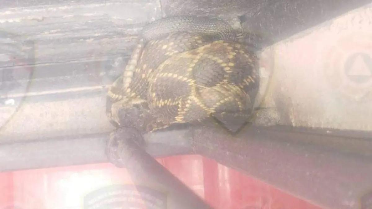 Víbora de cascabel causa alarma en el Centro Histórico de SLP
