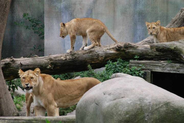 Zoo Encourages Public to Donate Unwanted Small Pets to Feed Predators