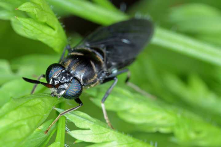 Aerial treatments for black flies scheduled for Aug. 5