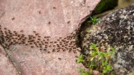 Are Ants Really Attracted To This Common Garden Feature?