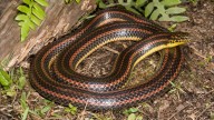 FWC asks support in rare rainbow snake sightings