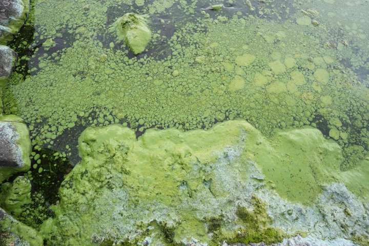 Beach at Christie Lake in Hamilton closed due to blue