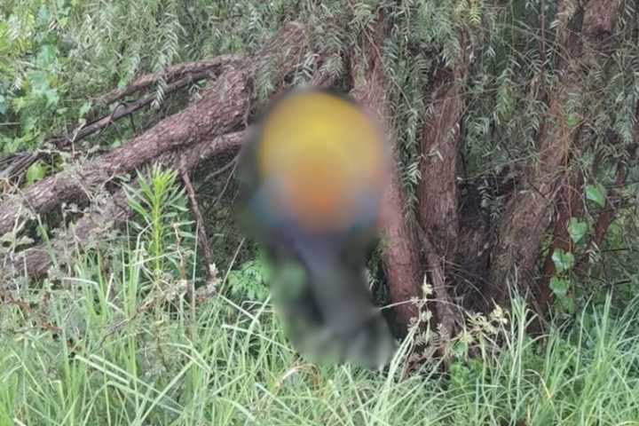 Encontraron cadáver colgado de un árbol en Tepeji