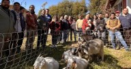 Pastoreo estratégico de cabras: Proyecto crea cortafuegos naturales para prevenir incendios forestales en Santa Juana