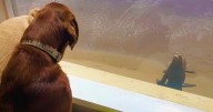 Wild Sea Lion Anoints Dog As His Very Best Friend And Visits Him Every Day