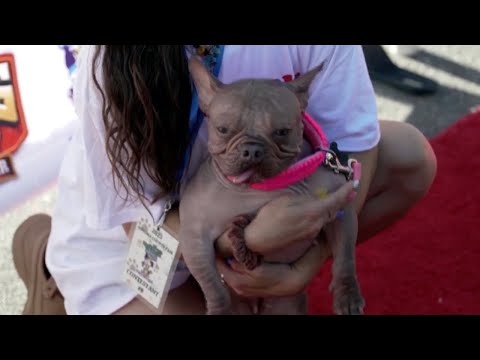 2-year-old hairless French bulldog mix wins ugliest dog contest