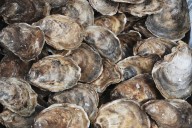 Baltimore ramping up oyster restoration efforts in the Inner Harbor, Patapsco River